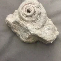 فسیل حلزونی