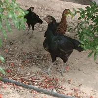 مکیان سندی اصل ضمانت نسل