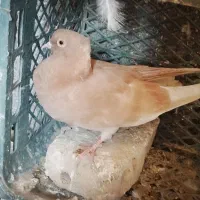 تعدادی کبوتر تکپر