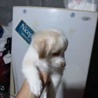 سگ اشپیدز میکس|سگ|میناب, |دیوار