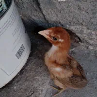 جوجه لاری اصل اوشامو