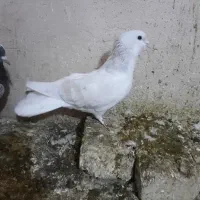 چپ هفرنگ لایی نر