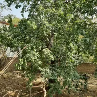 ۵۲۷ متر باغ در کردان