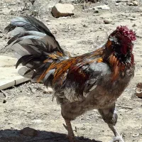 خروس گلین طوسی ۴۰ تاج ریشو