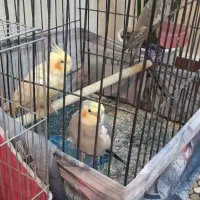 یه جفت طوطی مولد با جوجه سخنگو شش کلام