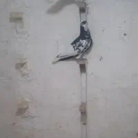 نر ماده چپی