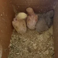 طوطی جوجه کوتوله برزیلی