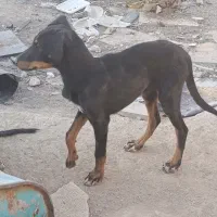 سگ دوبرمن|سگ|شیراز, برمشور علیا|دیوار