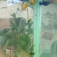 ماهی|ماهی|تربت‌حیدریه, سرمحله|دیوار