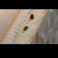 سمپاشی سم پاشی ساس سوسک با ضمانت ٪100|خدمات نظافت|مشهد, وکیلآباد|دیوار