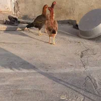 مرغ لاری خاصا