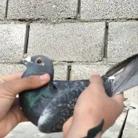 جفت المانی کار داده|پرنده|مشهد, انقلاب|دیوار