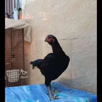 فروش لاری تاجمهر|حیوانات مزرعه|رستمآباد, |دیوار