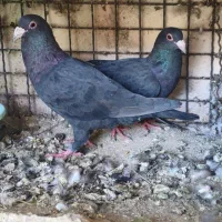 کبوتر فروشی یا معاوضه