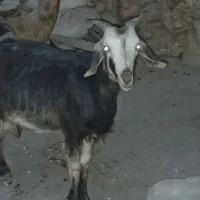 تیشتر آبستن