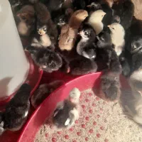 جوجه مرغ|حیوانات مزرعه|شیراز, بید زرد|دیوار