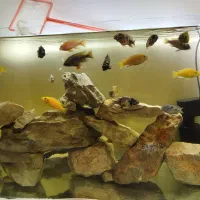 آکواریوم ماهی|ماهی|کرمان, |دیوار