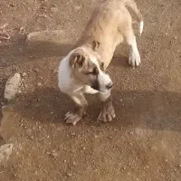 واگذاری حیون ده ماهه|سگ|رضویه, |دیوار