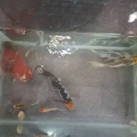 کوی سوپرباله|ماهی|قم, آزادگان|دیوار