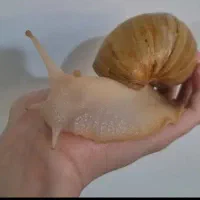 حلزون