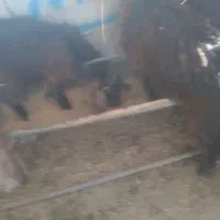 سلام بز سرحال