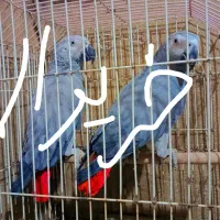 خرید و فروش کاسکو جوجه و بالغ