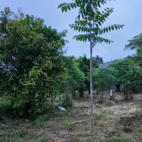 2200متر زمین مسکونی، اکبرآباد، متری ۱۳|فروش زمین و ملک کلنگی|رامسر, |دیوار