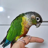 یک جفت طوطی گرینچیک