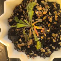 ونوس حشره خوار مناسب خاص پسند ها|گل و گیاه طبیعی|سامان, |دیوار