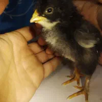 جوجه برهما پا پری