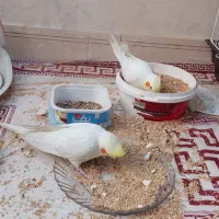 2 عدد جوجه دوماهه لوتینو چشم شرابی دونخور|پرنده|تهران, خانی‌آباد|دیوار