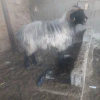 فروش قوچ ملهه  سفید پشم