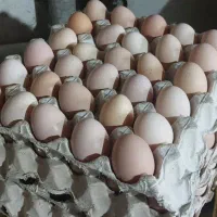 تخم مرغ ارگانیک