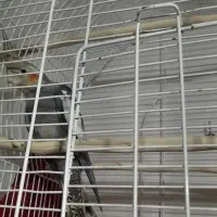 عروس هلندی ماده