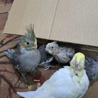 جوجه عروس هلندی رنگی دستی|پرنده|اصفهان, برزان|دیوار