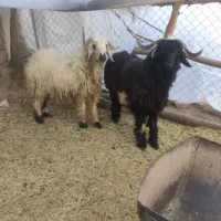 بره نر|حیوانات مزرعه|یزد, |دیوار