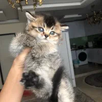 گربه بریتیش چشم زمردی سبز|گربه|تهران, پونک|دیوار