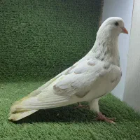 فروش ۵۰ کبوتر پرشی و مولد درجه یک