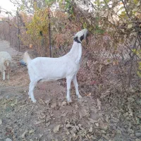 بز گلابی|حیوانات مزرعه|خلیل آباد, |دیوار