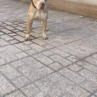 سگ امریکن بولی