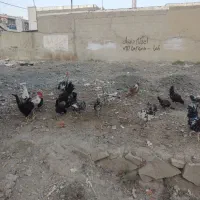 مرغ وخروس|حیوانات مزرعه|رامهرمز, |دیوار