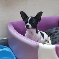 ماده شیهواوا سایز صفر اپل هد|سگ|بم, |دیوار