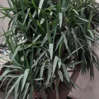 گل درختچه یوکا