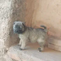 توله سرابی اصیل|سگ|بیرجند, |دیوار