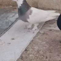 شهری بهبهونی|پرنده|شیراز, کوزه گری|دیوار