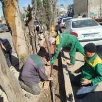 متخصص هرس درختان میوه و درختان خیابان|خدمات باغبانی و درختکاری|اسلامشهر, صادقیه|دیوار