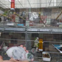 فروش جوجه راهب و راهب مولد تظمینی