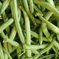 لوبیا سبز محلی