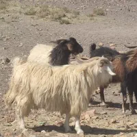 نری چاق ارگانیک