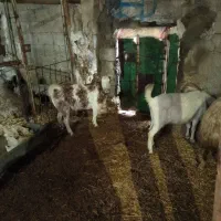 بز.گوسفند.بره.|حیوانات مزرعه|روانسر, |دیوار